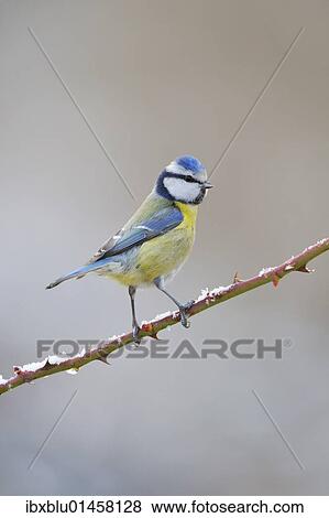 Blue Tit (Parus caeruleus) View Large Photo Image Stock Photo - Blue Tit (Parus caeruleus). Fotosearch