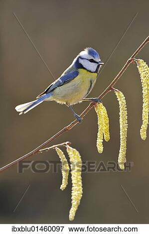 Blue Tit (Parus caeruleus) View Large Photo Image Stock Photo - Blue Tit (Parus caeruleus). Fotosearch