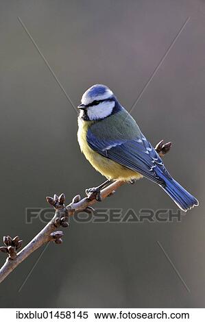 Blue Tit (Parus caeruleus) View Large Photo Image Stock Photography - Blue Tit (Parus caeruleus). Fotosearch