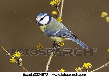 "Blue Tit (Parus caeruleus syn Cyanistes caeruleus) perched on a twig, Neunkirchen, Siegerland, North Rhine-Westphalia, Germany, Europe" View Large Photo Image Stock Image - "Blue Tit (Parus caeruleus syn Cyanistes caeruleus) perched on a twig, Neunkirchen, Siegerland, North Rhine-Westphalia, Germany, Europe". Fotosearch