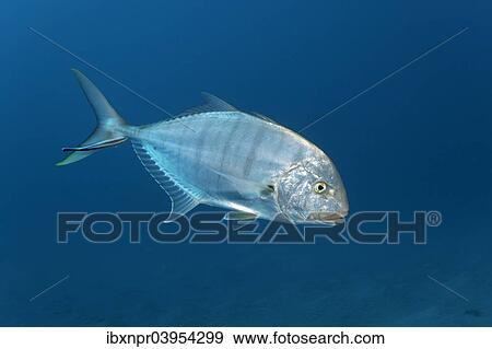 Stock Photo - "Blue trevally (Carangoides ferdau), Makadi Bay, Red Sea, Hurghada, Egypt, Africa". Fotosearch