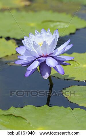 Blue water lily (Nymphaea gigantea) View Large Photo Image Stock Image - Blue water lily (Nymphaea gigantea). Fotosearch