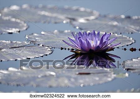 "Blue water lily or Australian water lily (Nymphaea gigantea) next to giant water lilies (Victoria cruziana, syn V. trickeri)" View Large Photo Image Stock Image - "Blue water lily or Australian water lily (Nymphaea gigantea) next to giant water lilies (Victoria cruziana, syn V. trickeri)". Fotosearch