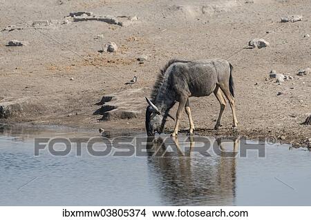 "Blue Wildebeest (Connochaetes taurinus) drinking at the Chudop waterhole, Etosha National Park, Namibia, Africa" View Large Photo Image Picture - "Blue Wildebeest (Connochaetes taurinus) drinking at the Chudop waterhole, Etosha National Park, Namibia, Africa". Fotosearch