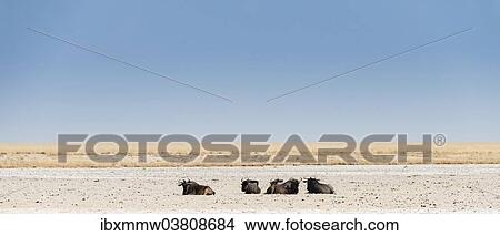 "Blue Wildebeest (Connochaetes taurinus) lying in the midday heat, dried out waterhole at the edge of the Etosha Pan, Springbokfontein water hole, Etosha National Park, Namibia, Africa" View Large Photo Image Picture - "Blue Wildebeest (Connochaetes taurinus) lying in the midday heat, dried out waterhole at the edge of the Etosha Pan, Springbokfontein water hole, Etosha National Park, Namibia, Africa". Fotosearch