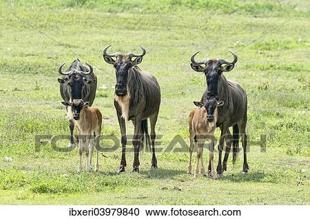 "Blue Wildebeest (Connochaetes taurinus), cows with calves, Ngorongoro Crater, Tanzania, Africa" View Large Photo Image Stock Image - "Blue Wildebeest (Connochaetes taurinus), cows with calves, Ngorongoro Crater, Tanzania, Africa". Fotosearch