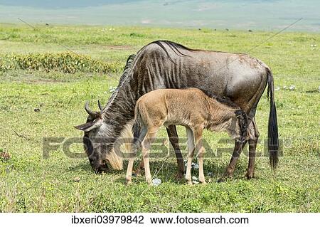 Stock Image - "Blue Wildebeest (Connochaetes taurinus), cow with calf, Ngorongoro Crater, Tanzania, Africa". Fotosearch