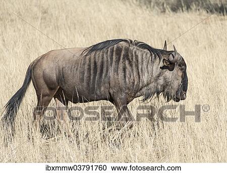"Blue Wildebeest (Connochaetes taurinus), Kalahari, Namibia, Africa" View Large Photo Image Stock Image - "Blue Wildebeest (Connochaetes taurinus), Kalahari, Namibia, Africa". Fotosearch