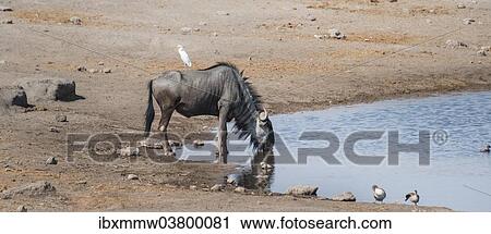 Stock Image - "Blue Wildebeest (Connochaetes taurinus) with a Cattle Egret (Bubulcus ibis) on its back drinking at the waterhole of Chudop, Etosha National Park, Namibia, Africa". Fotosearch