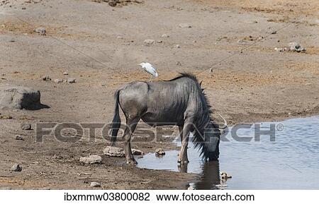 "Blue Wildebeest (Connochaetes taurinus) with a Cattle Egret (Bubulcus ibis) on its back drinking at the waterhole of Chudop, Etosha National Park, Namibia, Africa" View Large Photo Image Stock Image - "Blue Wildebeest (Connochaetes taurinus) with a Cattle Egret (Bubulcus ibis) on its back drinking at the waterhole of Chudop, Etosha National Park, Namibia, Africa". Fotosearch