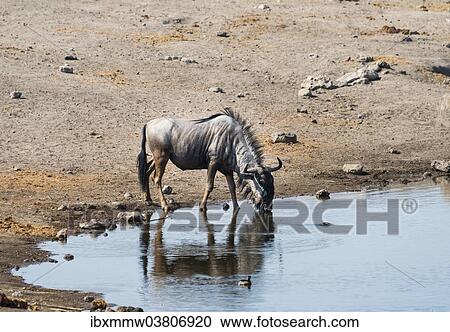 Stock Image - "Blue Wildebeest (Connochaetes taurinus) drinking, Chudop water hole, Etosha National Park, Namibia, Africa". Fotosearch