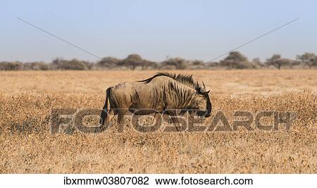 "Blue Wildebeest (Connochaetes taurinus) in the dry grasslands, Etosha National Park, Namibia, Africa" View Large Photo Image Stock Image - "Blue Wildebeest (Connochaetes taurinus) in the dry grasslands, Etosha National Park, Namibia, Africa". Fotosearch