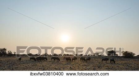 "Blue Wildebeest (Connochaetes taurinus) herd in the evening light, Etosha National Park, Namibia, Africa" View Large Photo Image Stock Image - "Blue Wildebeest (Connochaetes taurinus) herd in the evening light, Etosha National Park, Namibia, Africa". Fotosearch
