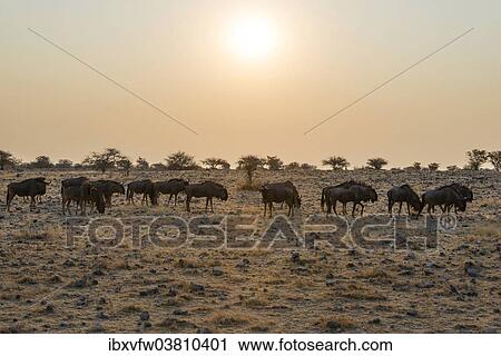 Stock Image - "Blue Wildebeest (Connochaetes taurinus) herd in the evening light, Etosha National Park, Namibia, Africa". Fotosearch