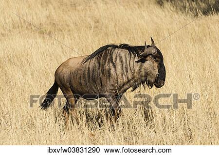 "Blue Wildebeest (Connochaetes taurinus), Kalahari Desert, Namibia, Africa" View Large Photo Image Stock Image - "Blue Wildebeest (Connochaetes taurinus), Kalahari Desert, Namibia, Africa". Fotosearch