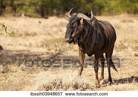 "Blue Wildebeest (Connochaetes taurinus) standing in dry grassland, Kruger National Park, South Africa, Africa" View Large Photo Image Stock Photo - "Blue Wildebeest (Connochaetes taurinus) standing in dry grassland, Kruger National Park, South Africa, Africa". Fotosearch