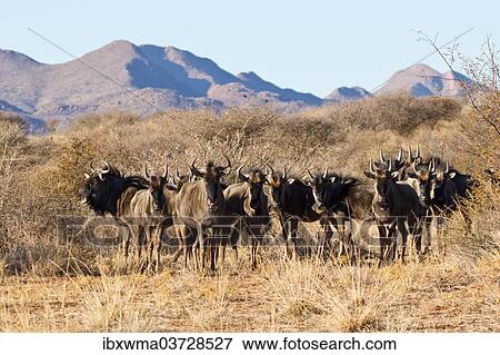 "Blue Wildebeest (Connochaetes taurinus), Etosha National Park, Namibia, Africa" View Large Photo Image Stock Photo - "Blue Wildebeest (Connochaetes taurinus), Etosha National Park, Namibia, Africa". Fotosearch