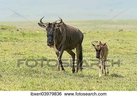 "Blue Wildebeest (Connochaetes taurinus), cow with calf, Ngorongoro Crater, Tanzania, Africa" View Large Photo Image Stock Photograph - "Blue Wildebeest (Connochaetes taurinus), cow with calf, Ngorongoro Crater, Tanzania, Africa". Fotosearch