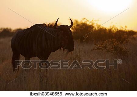 "Blue Wildebeest (Connochaetes taurinus), silhouette at sunset, Kruger National Park, South Africa, Africa" View Large Photo Image Stock Photograph - "Blue Wildebeest (Connochaetes taurinus), silhouette at sunset, Kruger National Park, South Africa, Africa". Fotosearch