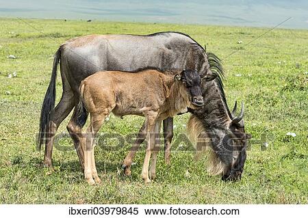 "Blue Wildebeest (Connochaetes taurinus), cow with calf, Ngorongoro Crater, Tanzania, Africa" View Large Photo Image Stock Photography - "Blue Wildebeest (Connochaetes taurinus), cow with calf, Ngorongoro Crater, Tanzania, Africa". Fotosearch