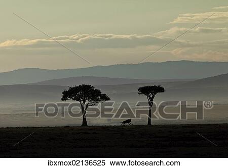 "Blue Wildebeest (Connochaetes taurinus) on the run in the early dawn, Masai Mara National Reserve, Kenya, East Africa, Africa, PublicGround, Africa" View Large Photo Image Stock Photography - "Blue Wildebeest (Connochaetes taurinus) on the run in the early dawn, Masai Mara National Reserve, Kenya, East Africa, Africa, PublicGround, Africa". Fotosearch