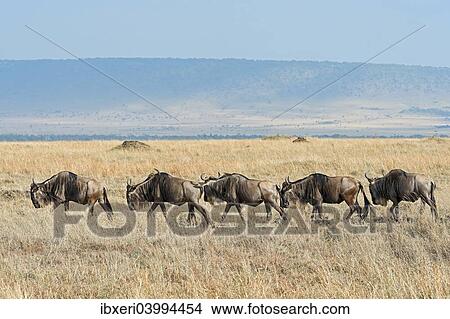 "Blue Wildebeest migration (Connochaetes taurinus), Masai Mara National Reserve, Kenya, Africa" View Large Photo Image Picture - "Blue Wildebeest migration (Connochaetes taurinus), Masai Mara National Reserve, Kenya, Africa". Fotosearch
