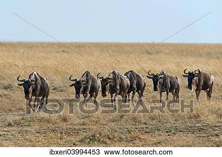 "Blue Wildebeest migration (Connochaetes taurinus), Masai Mara National Reserve, Kenya, Africa" View Large Photo Image Stock Image - "Blue Wildebeest migration (Connochaetes taurinus), Masai Mara National Reserve, Kenya, Africa". Fotosearch