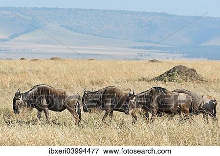 "Blue Wildebeest migration (Connochaetes taurinus), Masai Mara National Reserve, Kenya, Africa" View Large Photo Image Stock Photo - "Blue Wildebeest migration (Connochaetes taurinus), Masai Mara National Reserve, Kenya, Africa". Fotosearch
