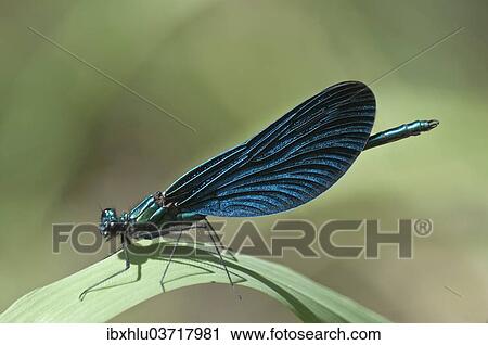 "Blue-winged Beautiful Demoiselle (Calopteryx virgo), Untergroningen, Abtsgmuend, Baden-Wurttemberg, Germany, Europe" View Large Photo Image Stock Image - "Blue-winged Beautiful Demoiselle (Calopteryx virgo), Untergroningen, Abtsgmuend, Baden-Wurttemberg, Germany, Europe". Fotosearch