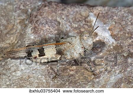 "Blue-winged Sand Grasshopper (Sphingonotus caerulans), well camouflaged on a rock, Rhodos Island, Dodecanese, Greece, Europe" View Large Photo Image Picture - "Blue-winged Sand Grasshopper (Sphingonotus caerulans), well camouflaged on a rock, Rhodos Island, Dodecanese, Greece, Europe". Fotosearch