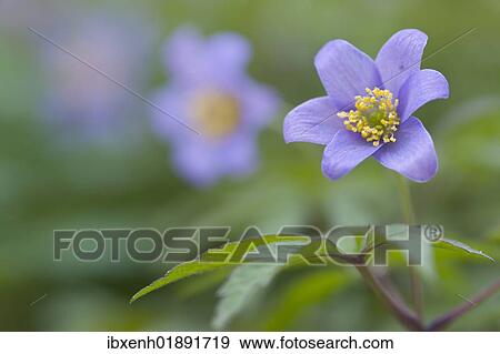 Blue wood anemone (Anemone nemorosa 'Blue Queen') View Large Photo Image Stock Photo - Blue wood anemone (Anemone nemorosa 'Blue Queen'). Fotosearch