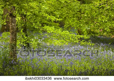 "Bluebells (Hyacinthoides non-scripta) in flower, Lanhydrock Park, Cornwall, England, United Kingdom, Europe" View Large Photo Image Stock Photograph - "Bluebells (Hyacinthoides non-scripta) in flower, Lanhydrock Park, Cornwall, England, United Kingdom, Europe". Fotosearch