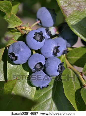 "Blueberry or Bilberry (Vaccinium myrtillus), ripe berries, Munich, Upper Bavaria, Bavaria, Germany, Europe" View Large Photo Image Stock Photo - "Blueberry or Bilberry (Vaccinium myrtillus), ripe berries, Munich, Upper Bavaria, Bavaria, Germany, Europe". Fotosearch