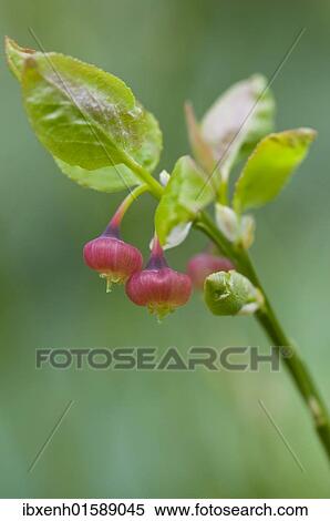 "Blueberry (Vaccinium myrtilloides), flowering" View Large Photo Image Stock Photography - "Blueberry (Vaccinium myrtilloides), flowering". Fotosearch