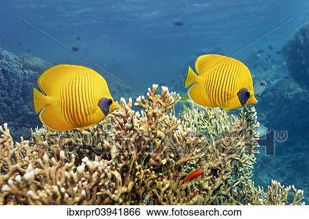 "Bluecheek butterflyfish (Chaetodon semilarvatus), over fire coral, Red Sea, Egypt, Africa" View Large Photo Image Stock Photograph - "Bluecheek butterflyfish (Chaetodon semilarvatus), over fire coral, Red Sea, Egypt, Africa". Fotosearch