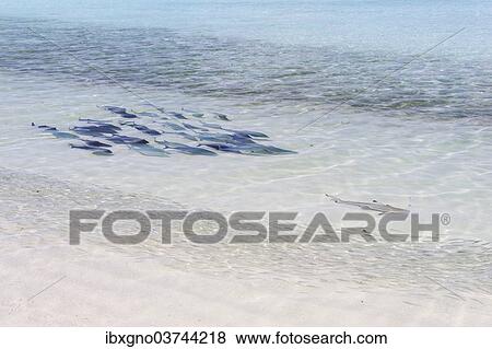 "Bluefin Trevally (Caranx melampygus) chasing a Blacktip Reef Shark (Carcharhinus melanopterus), Kurendhoo Island, Lhaviyani Atoll, Maldives, Asia" View Large Photo Image Stock Photo - "Bluefin Trevally (Caranx melampygus) chasing a Blacktip Reef Shark (Carcharhinus melanopterus), Kurendhoo Island, Lhaviyani Atoll, Maldives, Asia". Fotosearch