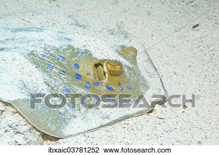 "Bluespotted Ribbontail Ray (Taeniura lymma), Red Sea, Egypt, Africa" View Large Photo Image Stock Image - "Bluespotted Ribbontail Ray (Taeniura lymma), Red Sea, Egypt, Africa". Fotosearch
