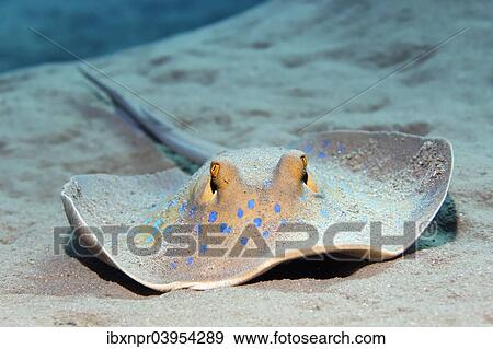 "Bluespotted ribbontail ray (Taeniura lymma) on sandy bottom, Makadi Bay, Red Sea, Hurghada, Egypt, Africa" View Large Photo Image Stock Photo - "Bluespotted ribbontail ray (Taeniura lymma) on sandy bottom, Makadi Bay, Red Sea, Hurghada, Egypt, Africa". Fotosearch