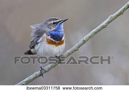 "Bluethroat (Luscinia svecica) perched on a branch, Texel, West Frisian Islands, province of North Holland, The Netherlands, Europe" View Large Photo Image Stock Photo - "Bluethroat (Luscinia svecica) perched on a branch, Texel, West Frisian Islands, province of North Holland, The Netherlands, Europe". Fotosearch
