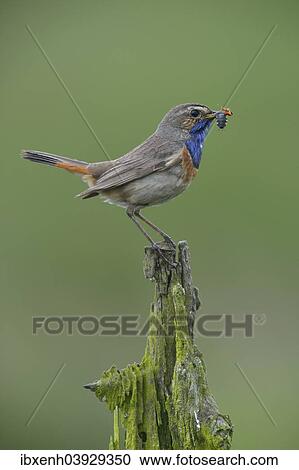 "Bluethroat (Luscinia svecica), Emsland, Lower Saxony, Germany, Europe" View Large Photo Image Stock Image - "Bluethroat (Luscinia svecica), Emsland, Lower Saxony, Germany, Europe". Fotosearch