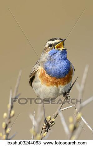 Stock Image - "Bluethroat (Luscinia svecica cyanecula), singing on perch, De Geul, Texel, Texel, West Frisian Islands, province of North Holland, The Netherlands, Europe". Fotosearch