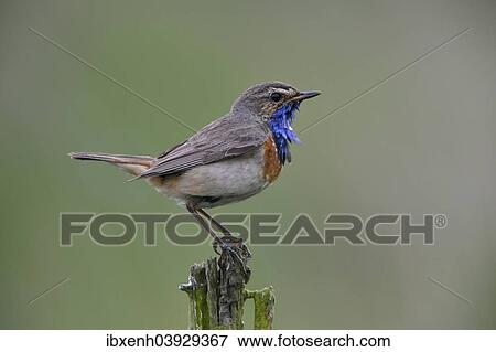 "Bluethroat (Luscinia svecica), Emsland, Lower Saxony, Germany, Europe" View Large Photo Image Stock Photo - "Bluethroat (Luscinia svecica), Emsland, Lower Saxony, Germany, Europe". Fotosearch