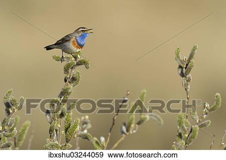"Bluethroat (Luscinia svecica cyanecula), singing on perch, De Geul, Texel, Texel, West Frisian Islands, province of North Holland, The Netherlands, Europe" View Large Photo Image Stock Photo - "Bluethroat (Luscinia svecica cyanecula), singing on perch, De Geul, Texel, Texel, West Frisian Islands, province of North Holland, The Netherlands, Europe". Fotosearch