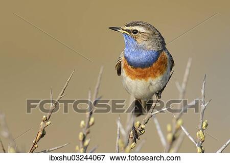 "Bluethroat (Luscinia svecica cyanecula), on perch, De Geul, Texel, Texel, West Frisian Islands, province of North Holland, The Netherlands, Europe" View Large Photo Image Stock Photo - "Bluethroat (Luscinia svecica cyanecula), on perch, De Geul, Texel, Texel, West Frisian Islands, province of North Holland, The Netherlands, Europe". Fotosearch