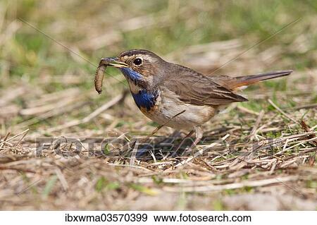 Stock Photo - "Bluethroat (Luscinia svecica) with a worm, Texel, West Frisian Islands, province of North Holland, The Netherlands, Europe". Fotosearch