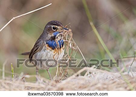 "Bluethroat (Luscinia svecica) with nesting material, Texel, West Frisian Islands, province of North Holland, The Netherlands, Europe" View Large Photo Image Stock Photo - "Bluethroat (Luscinia svecica) with nesting material, Texel, West Frisian Islands, province of North Holland, The Netherlands, Europe". Fotosearch