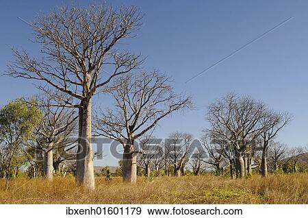 "Boab trees (Adansonia gregorii), Kimberley Plateau, Australia, Oceania" View Large Photo Image Stock Photo - "Boab trees (Adansonia gregorii), Kimberley Plateau, Australia, Oceania". Fotosearch