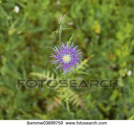 "Boar Thistle or Purple Milk Thistle (Galactites tomentosa), La Palma, Canary Islands, Spain, Europe" View Large Photo Image Stock Photo - "Boar Thistle or Purple Milk Thistle (Galactites tomentosa), La Palma, Canary Islands, Spain, Europe". Fotosearch