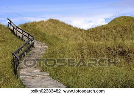 "Boardwalk across the dunes, Amrum, North Sea, Schleswig-Holstein, Germany, Europe" View Large Photo Image Stock Image - "Boardwalk across the dunes, Amrum, North Sea, Schleswig-Holstein, Germany, Europe". Fotosearch
