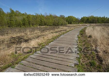 Stock Photo - "Boardwalk in a moor or peat bog, North Rhine-Westphalia, Germany, Europe". Fotosearch